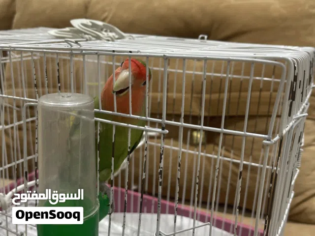 عصفور روز للبيع