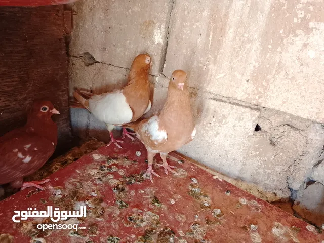 جوزين شغالات تحتهن بيض