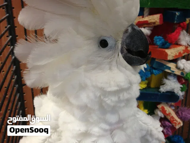 Beautiful Hand-Raised Umbrella Cockatoo Parrots Available in UAE