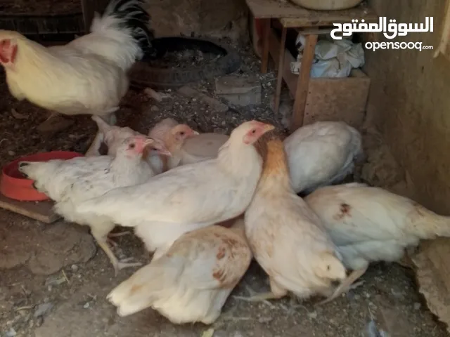 افراخ الوهمان عمر ثلث شهور وقريب ع اربعه للبيع يلي بدو يتصل