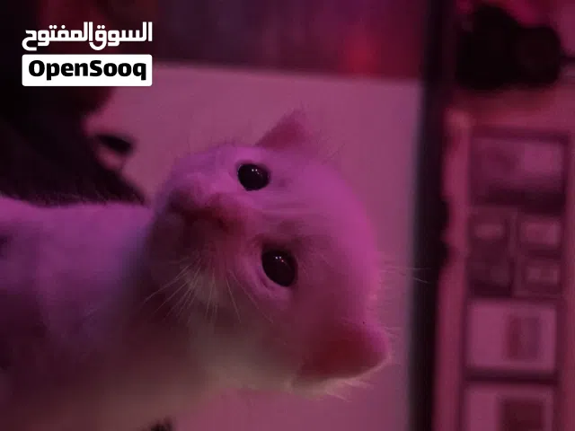 للبيع صغار