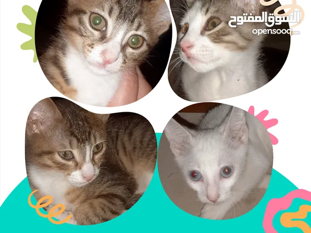 Adoption: 4 SWEET ORPHAN KITTENS NEED HOMES, free of charge and delivered to your home