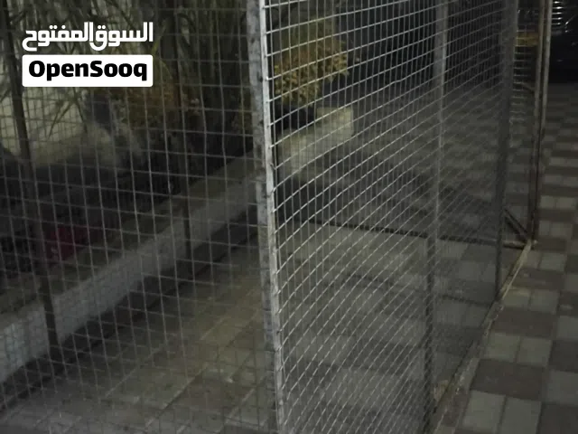 قفص دجاج للبيع