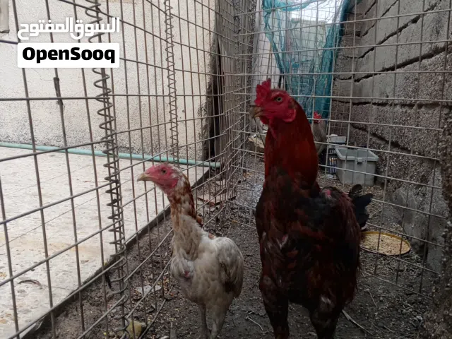 اخوان ديك دجاجته اصليات