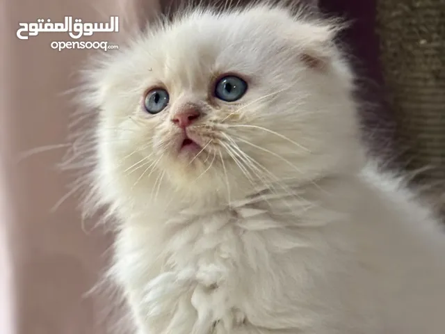 Cream Point with Apricot Tint ( مشمشية لون كريمي بنقاط سكوتيش فولد لونغ هير)