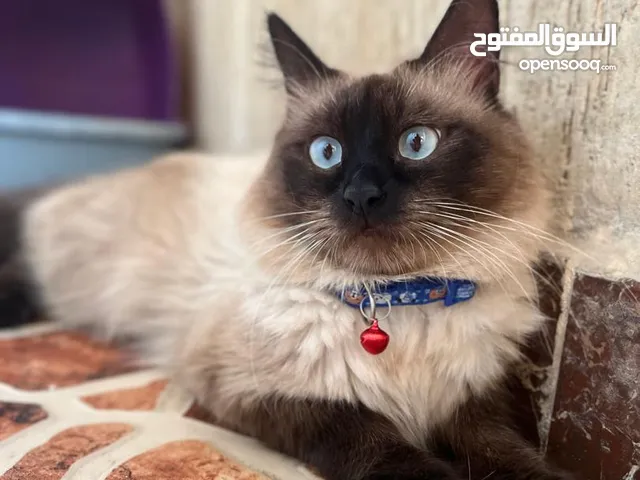 قط سيامي فاخر للبيع – عمره سنة و4 شهور، نظيف، هادئ، وجاهز للي يربيه بحب!