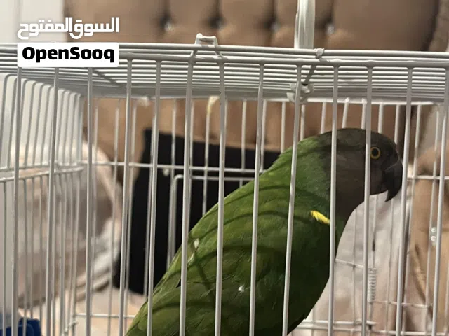 بغبغاء سنغالي ريش نظيفة تبارك الرحمن