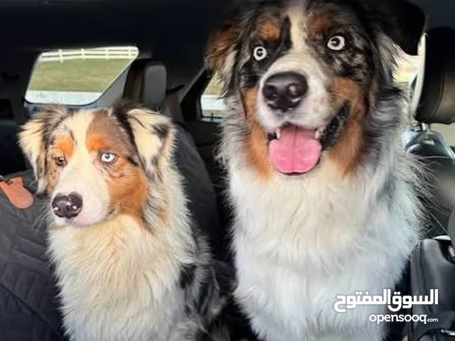 purebred australian shepherd puppy