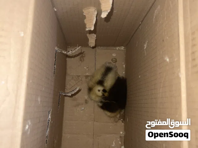 بطتين للبيع