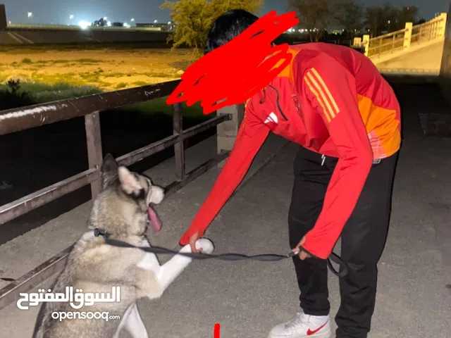 هاسكي مطعمم واديه شرييحه لعوب يحب يتمشى