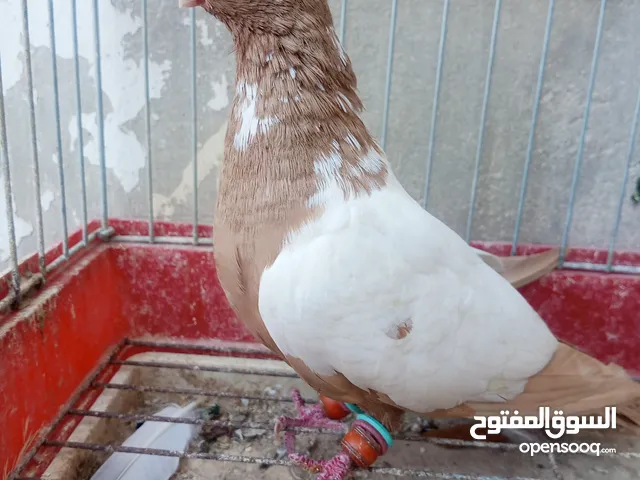 حمام للبيع