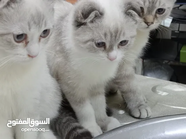 قطط بمدينه العين