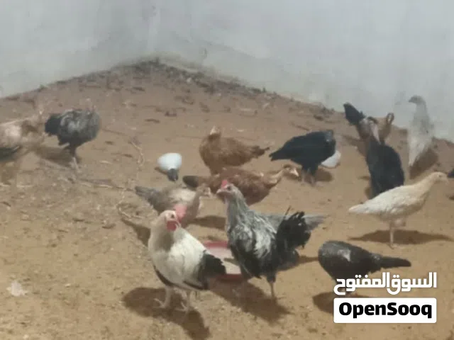 الاعلان على دجاج عربي