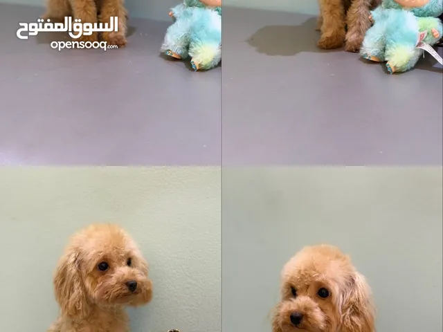 أنثى تيكب بودل  عمرها ثمان شهور جملية جدأ وعلى مستوى ممتاز