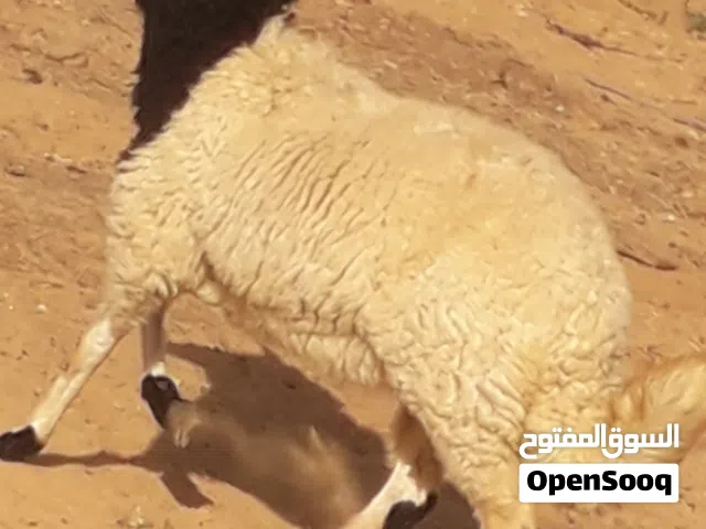 إفطيمة برقاوية وعمرها 5شهور إفاطايم ماشاء الله لا قوة إلا بالله خالي من جميع العيوب سعر البيع 1225 د