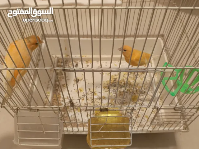 جوز كنار جزري حبة طويلة