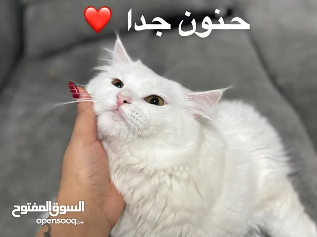 قطط للتبني متربية على الليتر بوكس وحنونة جدا