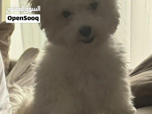انثى مالتيز اربع شهور