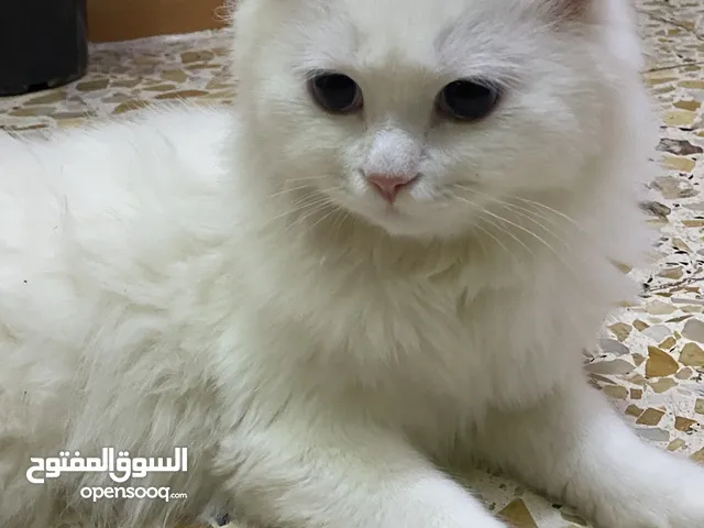بزونة انجورا للبيع