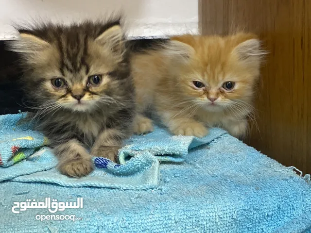 قطط للبيع نوع هملايا