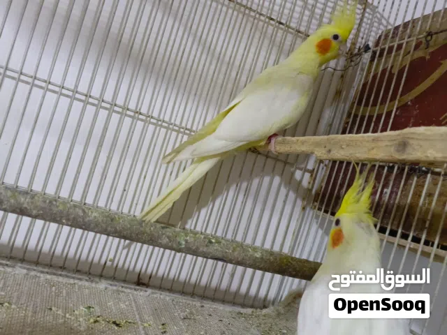 طيور غندورة للبيع