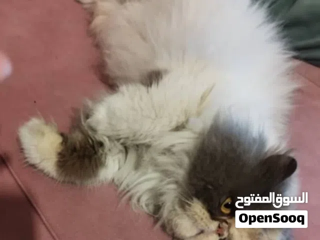 بيكي فيس كالوكي منتجة