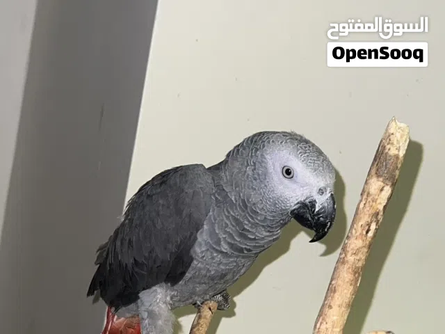 ببغاء  زنجباري للبيع بالقفص