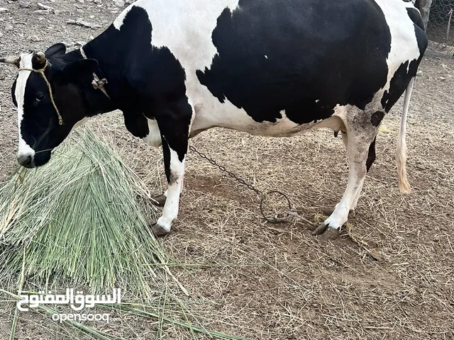 بقره عشار ف شهر 7