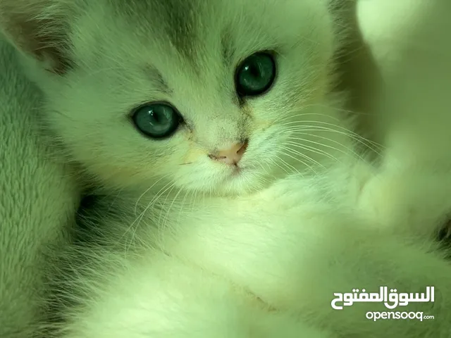 قطط سكوتش ستريت (بيور 100%) للبيع ، وبسعر رمزي جدا !!