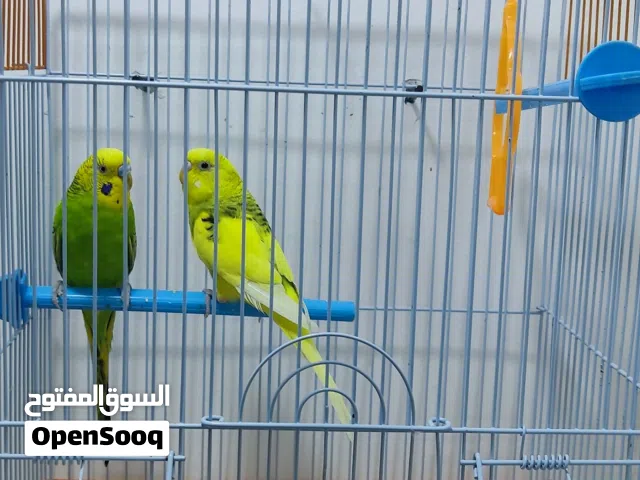 طيور الحب للبيع
