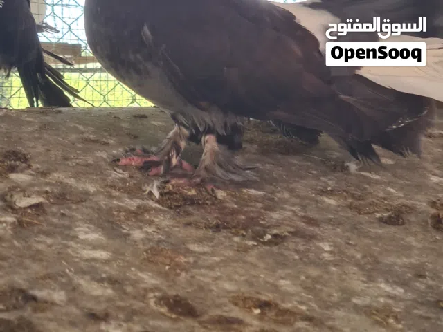 حمام شمسي  للبيع تصفيه