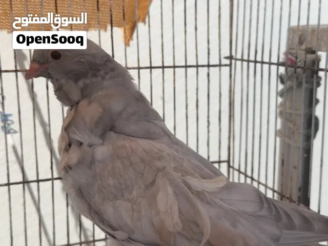 فروخ كشكي ًً