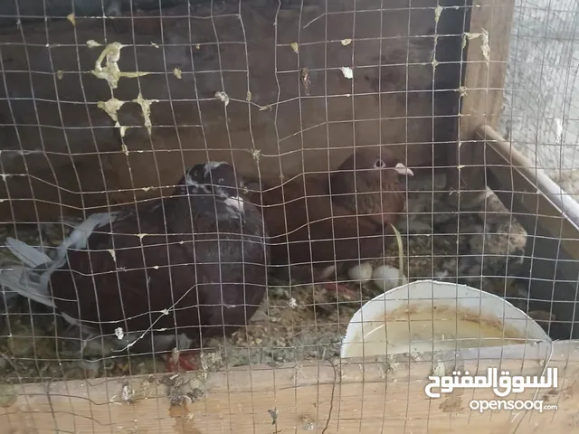زوجين حمام كينج شغالات ومكفولات نخب