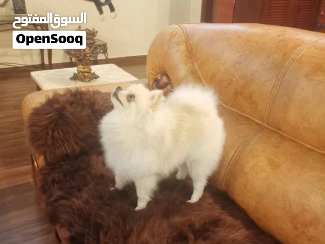 Pomeranian male 1 year old after castration.Trained to pee in pampers.Contact to WhatsApp