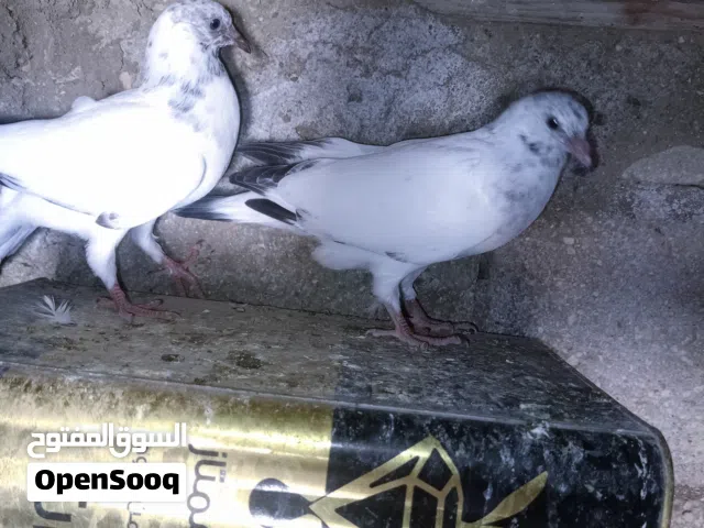 متاااح جوزين فراخ صحة ونظافة