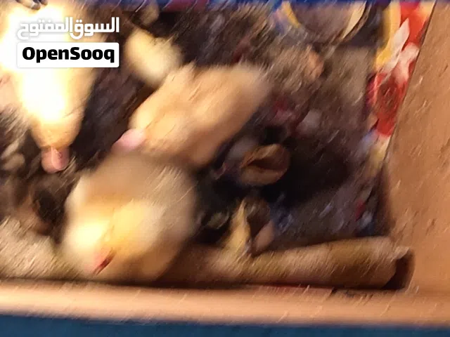 بط وبش للبيعسعرهم كلهم  22  الف