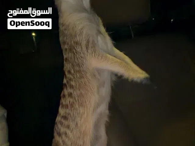ميركات ( نمس ) بيعه مستعجل
