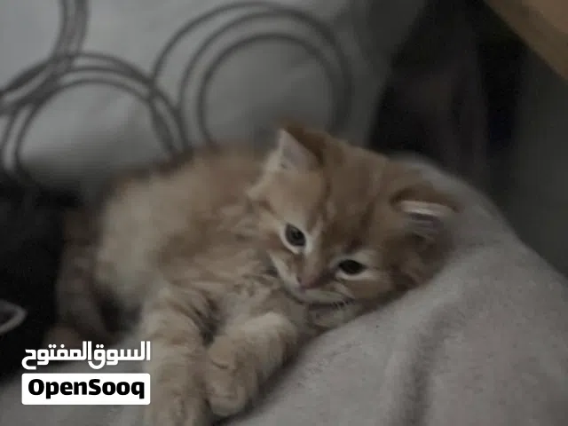 شيرازي انثي عمر 45 يوم