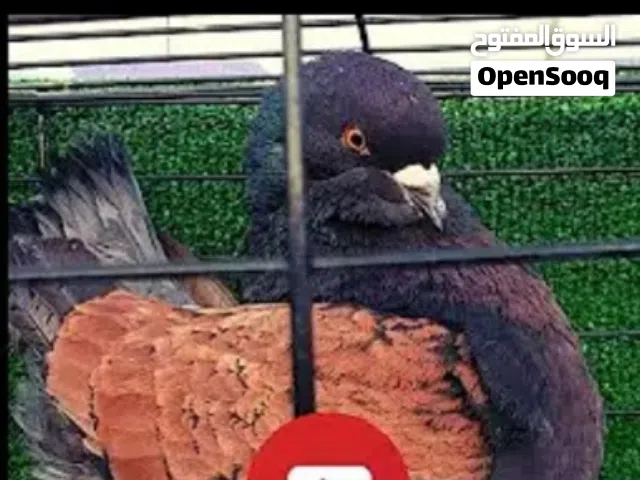 محتاج وزن كبير من لديه هكذا حجم يتواصل معي