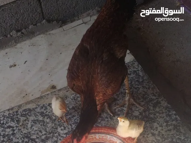 متاح دجاجه هراتي وراها 3 أفراح عرب