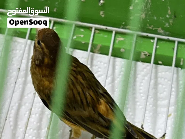 كنار نحاسي