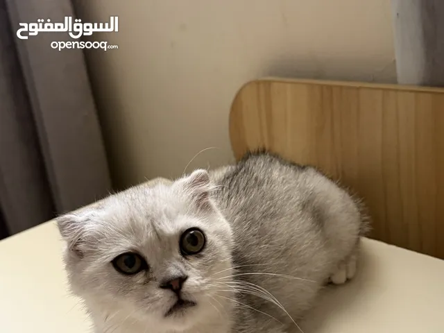 قطط سكوتش فولد صغيرة