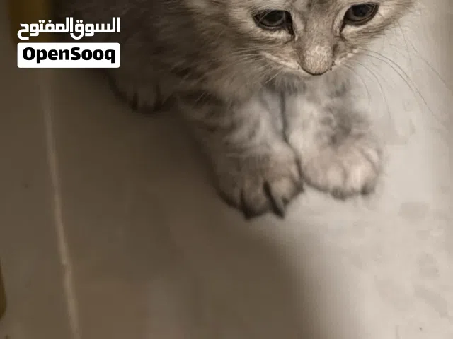 قطة جميلة للبيع عمرها اقل من شهرين