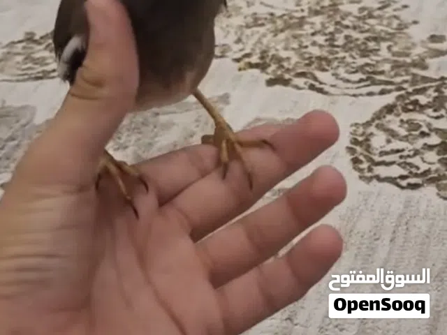 للبيع مينه اليفه تتكلم خفيف بدايه كلام عمرها 4 شهور تجي طيران