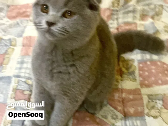 نوع القط : - 3 كيتين سكوتيش فولد وستريت ذكور
