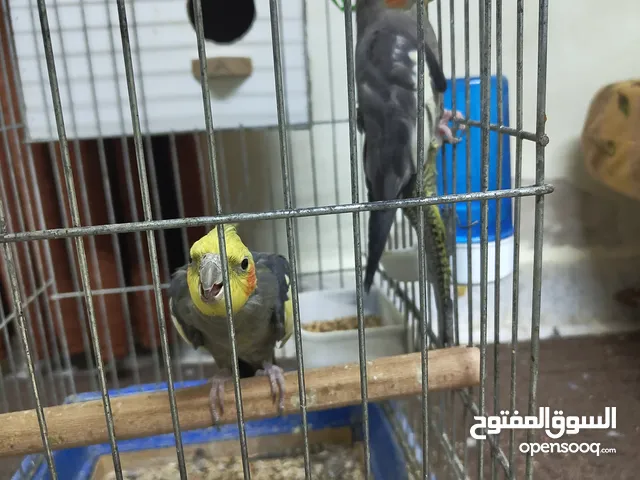 حبتين كوكتيل على الاغلب جوز بس مش مبين شوف الوصف....................................................