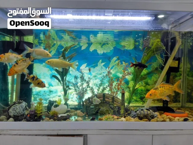 لمحبي احواض الأسماك واسماك الزينة