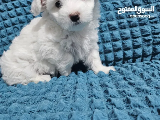 2 momths old maltese and havanese mix female