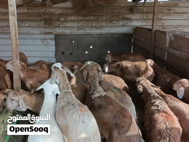 أضاحي طليان حرية وسواكني مرابي طعم ووزن ممتازة