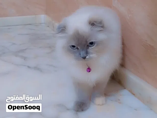 انثى هومالايا اسكوتش